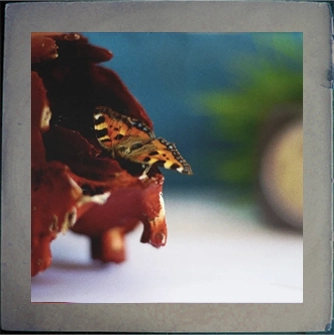 He's Only Sleeping Album Artwork Frame